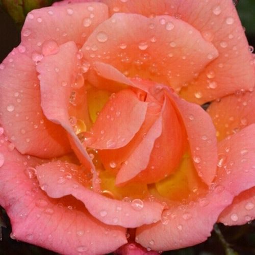 Online rózsa vásárlás - Rózsaszín - törpe - mini rózsa - diszkrét illatú rózsa - Rosa Thank You - Paul Chessum - ,-